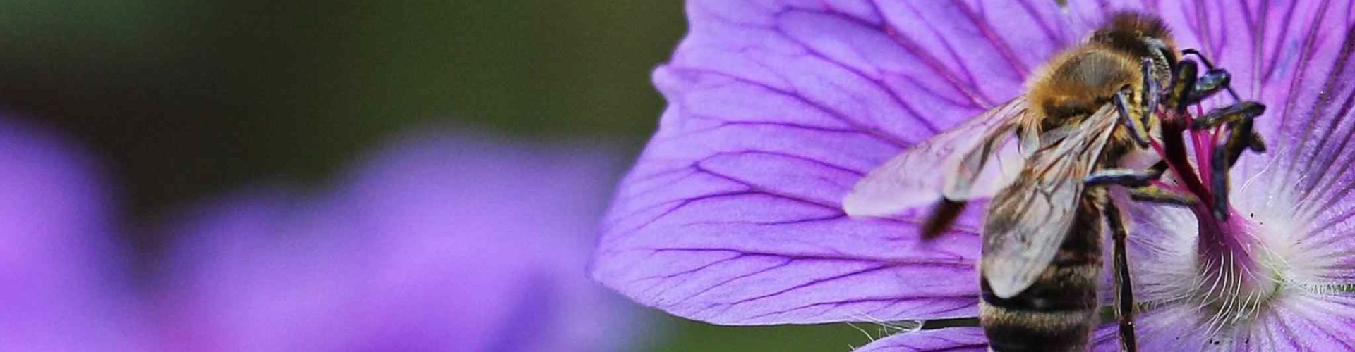 Header Background