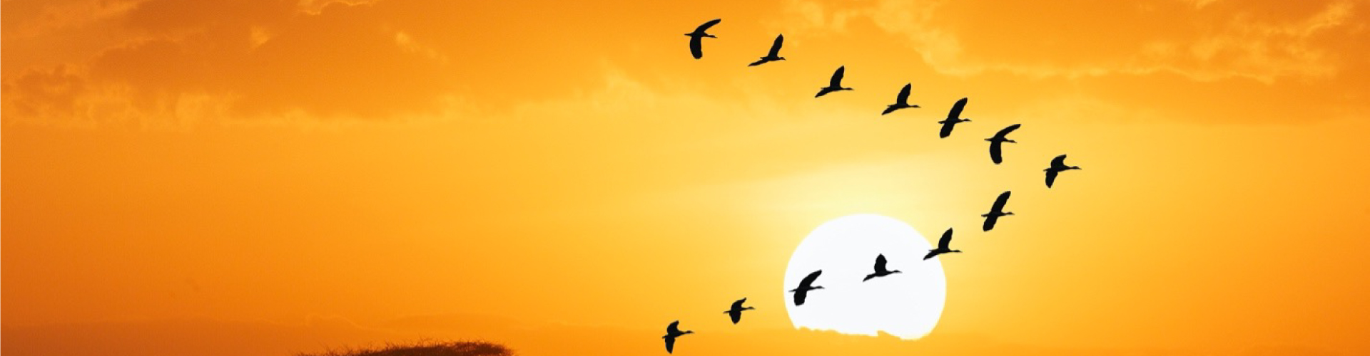 Header Background