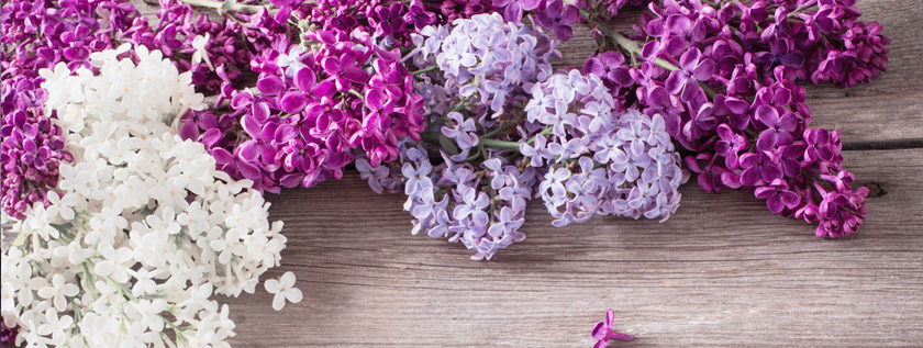 Header Background