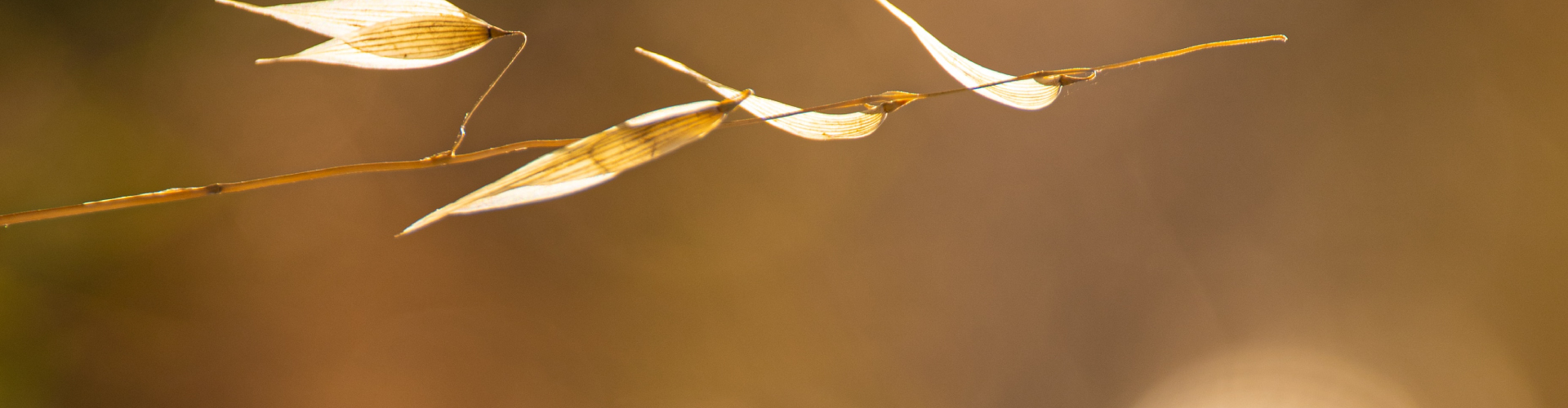 Header Background